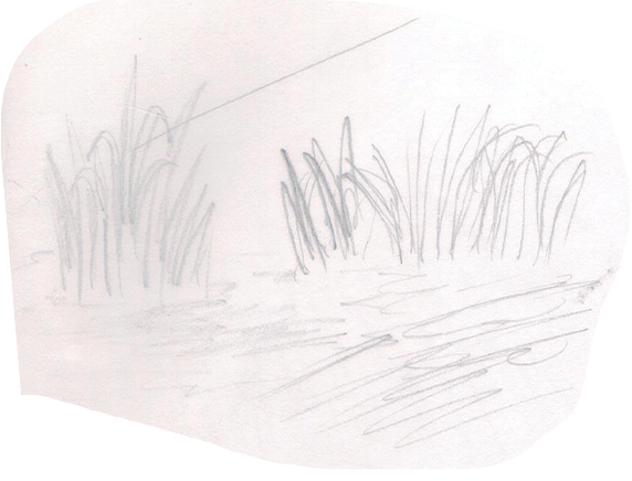 Grass Image