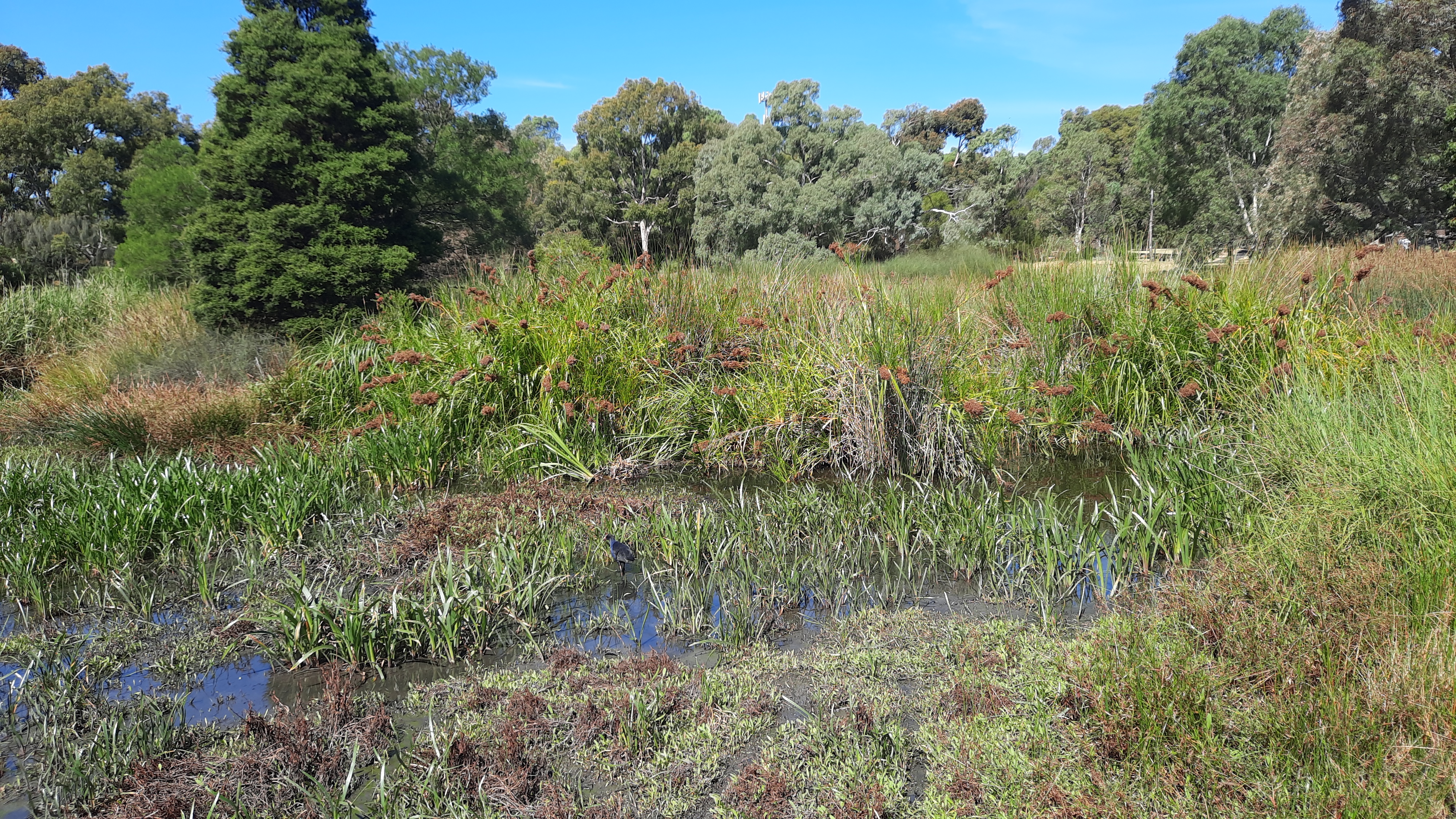 Grass Image