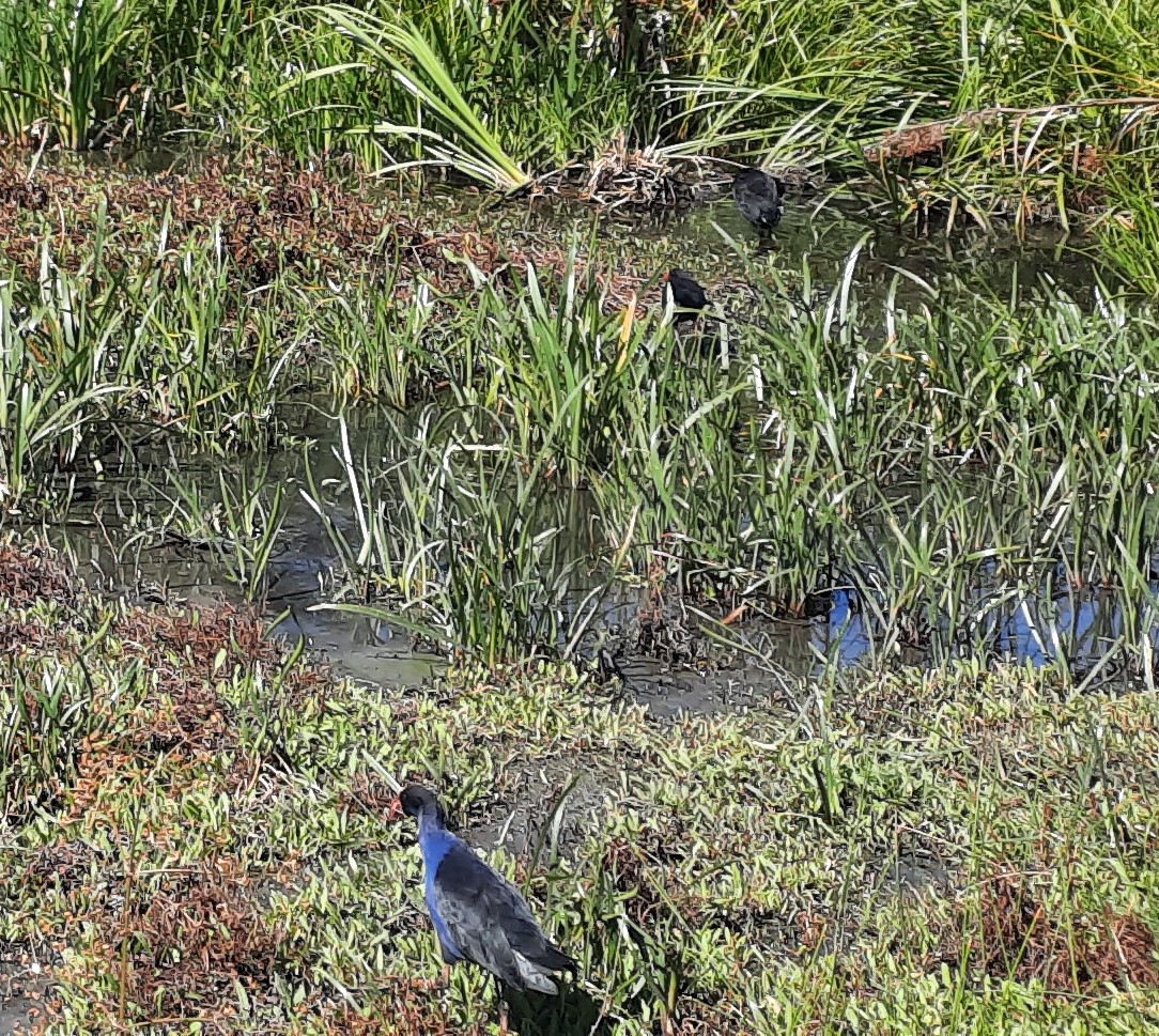 Grass Image