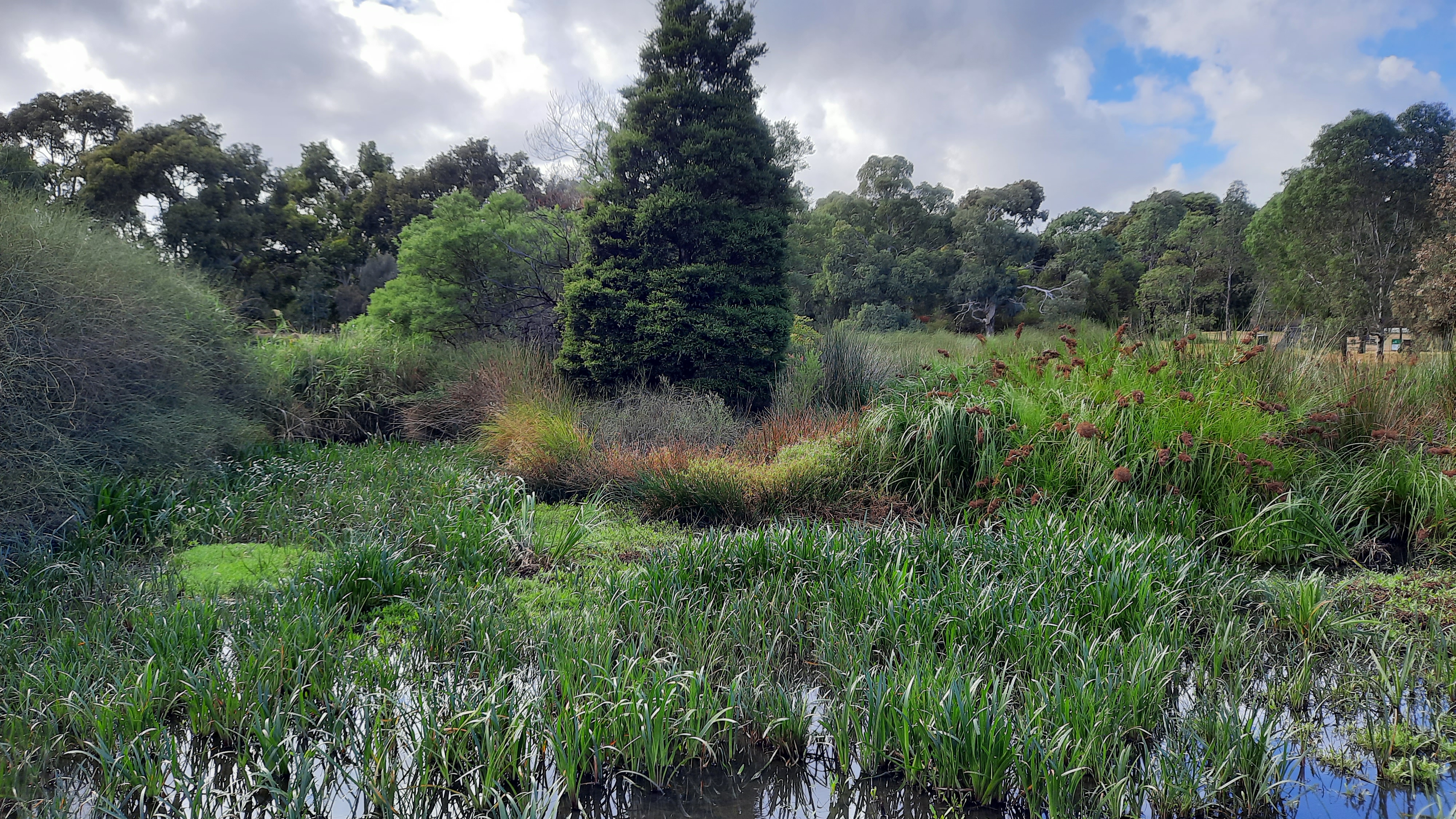 Grass Image